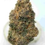 Black Domina Strain | Black Domina Weed Strain