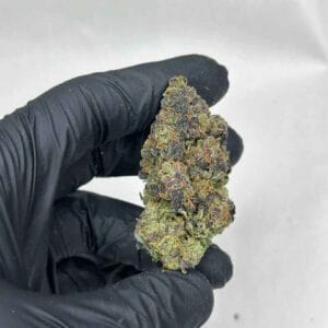Gary Satan Strain | Gary Satan Strain For Sale
