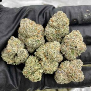 Great White Shark Strain | Great White Shark Weed Strain