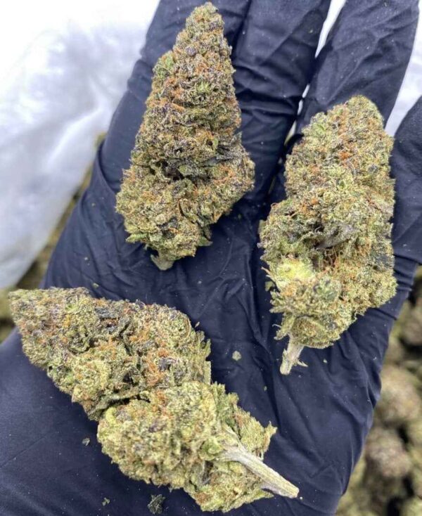 Juicy Fruit Strain | Juicy Fruit Weed Strain