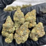 Juicy Fruit Strain | Juicy Fruit Weed Strain