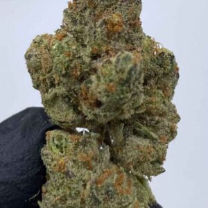 Pirates Milk Strain | Pirates Milk Weed Strain