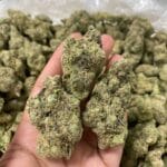 Christmas Tree Strain | Christmas Tree Weed Strain