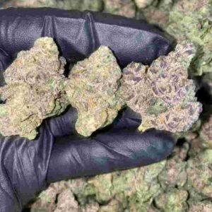 Candy Gas Strain | Candy Gas Weed Strain