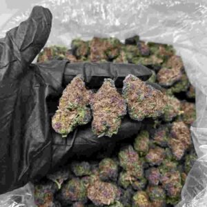 Purple Cream Strain | Purple Cream Weed Strain