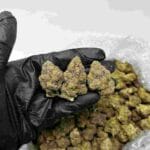 Waffle Cone Strain | Waffle Cone Weed Strain