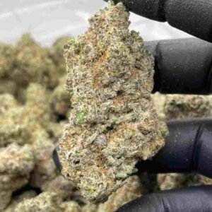 Mexican Haze Strain | Mexican Haze Weed Strain