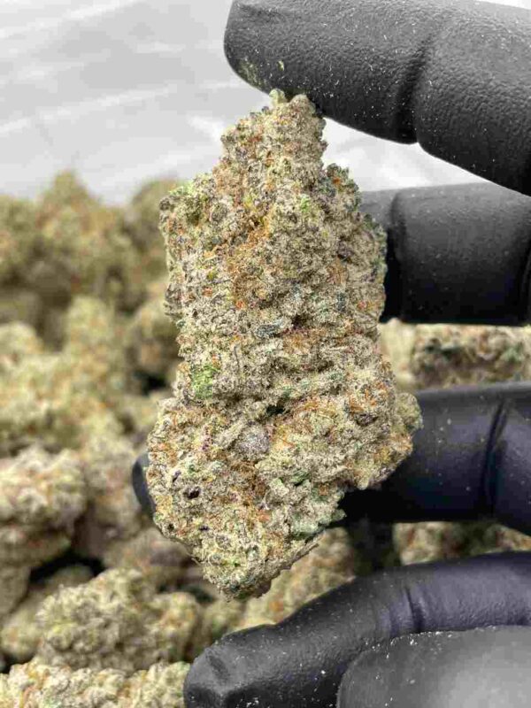 Mexican Haze Strain | Mexican Haze Weed Strain