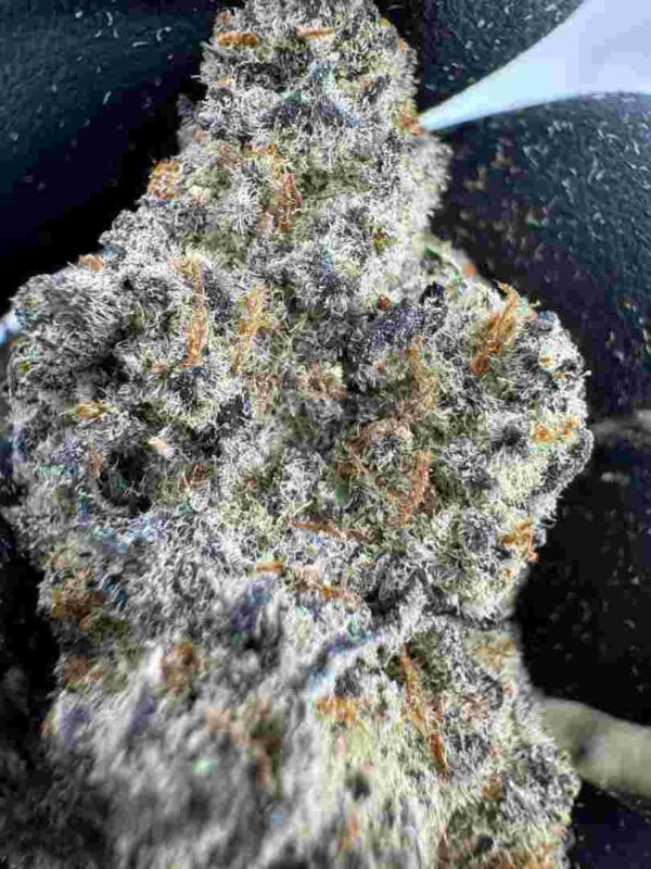 Bubba Kush Strain | Bubba Kush Weed Strain